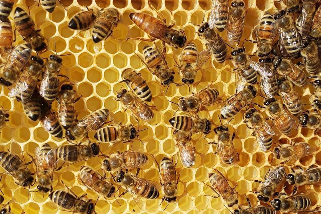 Honey bee viruses - Alberta Beekeepers Commission